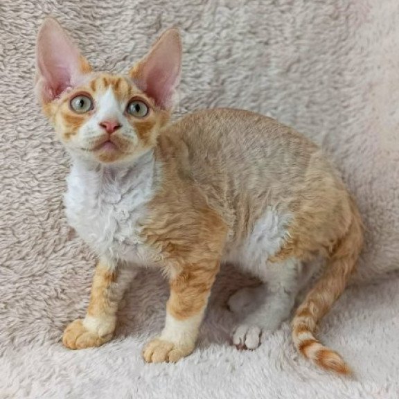 Devon Rex Alva Tommi