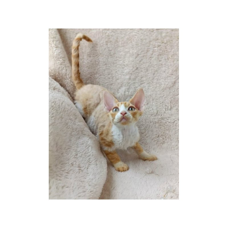 Devon Rex Alva Tommi