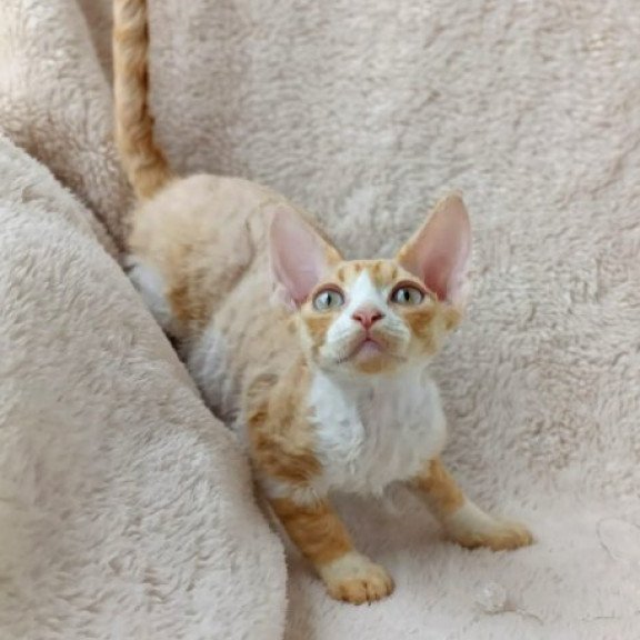 Devon Rex Alva Tommi