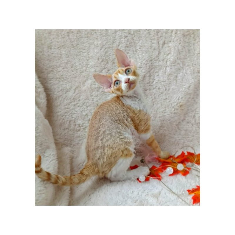 Devon Rex Alva Tommi