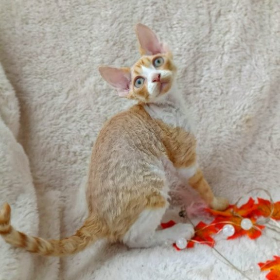 Devon Rex Alva Tommi