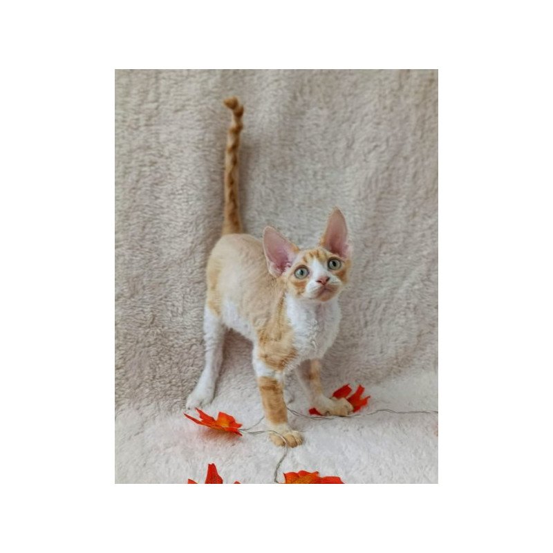 Devon Rex Alva Tommi