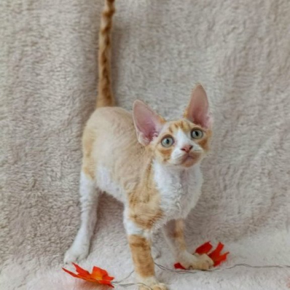 Devon Rex Alva Tommi