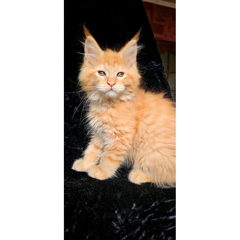 Maine Coon EZ Van Gogh