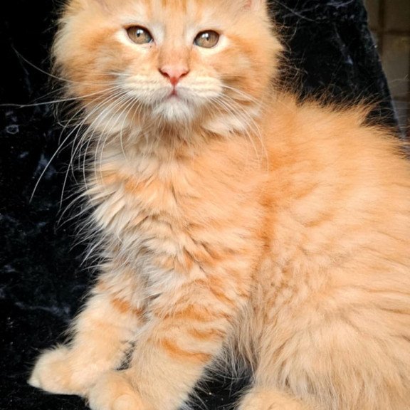 Maine Coon EZ Van Gogh