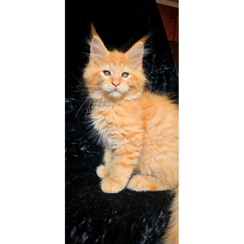 Maine Coon EZ Van Gogh