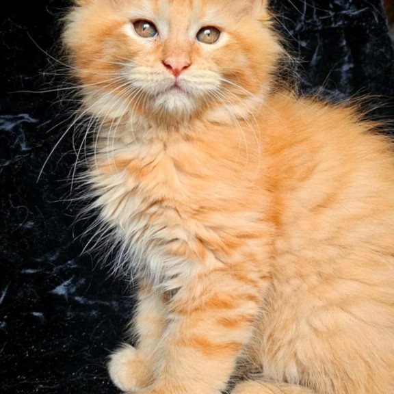 Maine Coon EZ Van Gogh