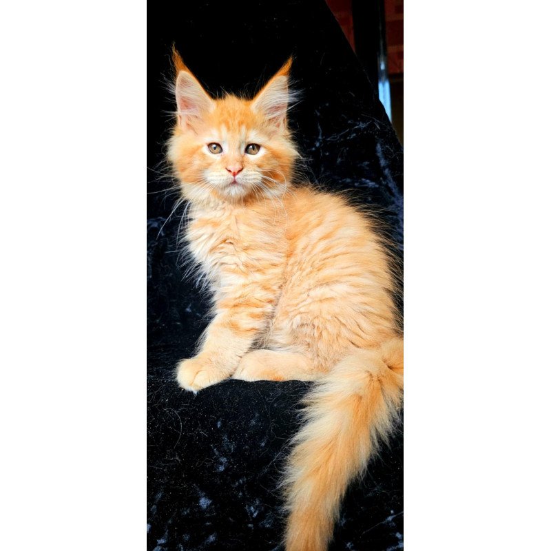 Maine Coon EZ Van Gogh