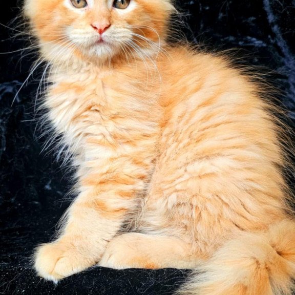 Maine Coon EZ Van Gogh