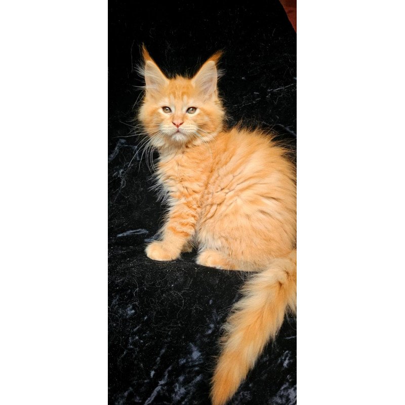 Maine Coon EZ Van Gogh