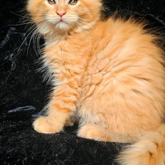 Maine Coon EZ Van Gogh