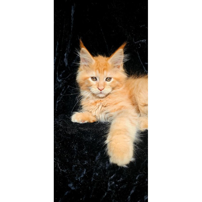 Maine Coon EZ Van Gogh