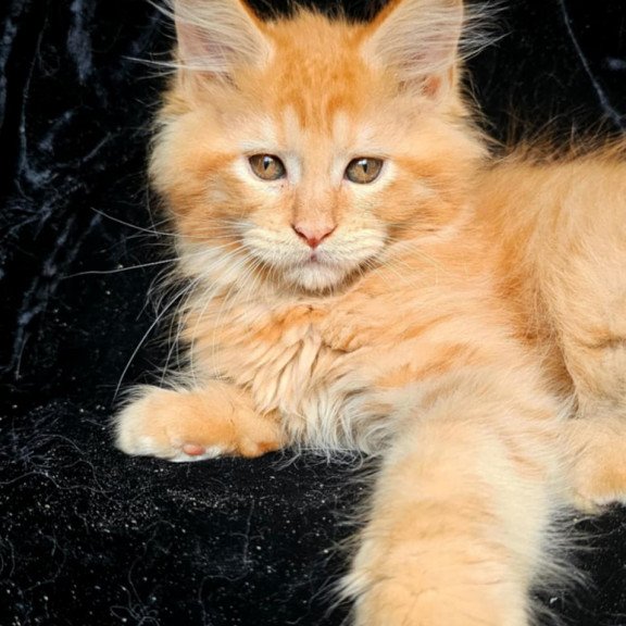 Maine Coon EZ Van Gogh