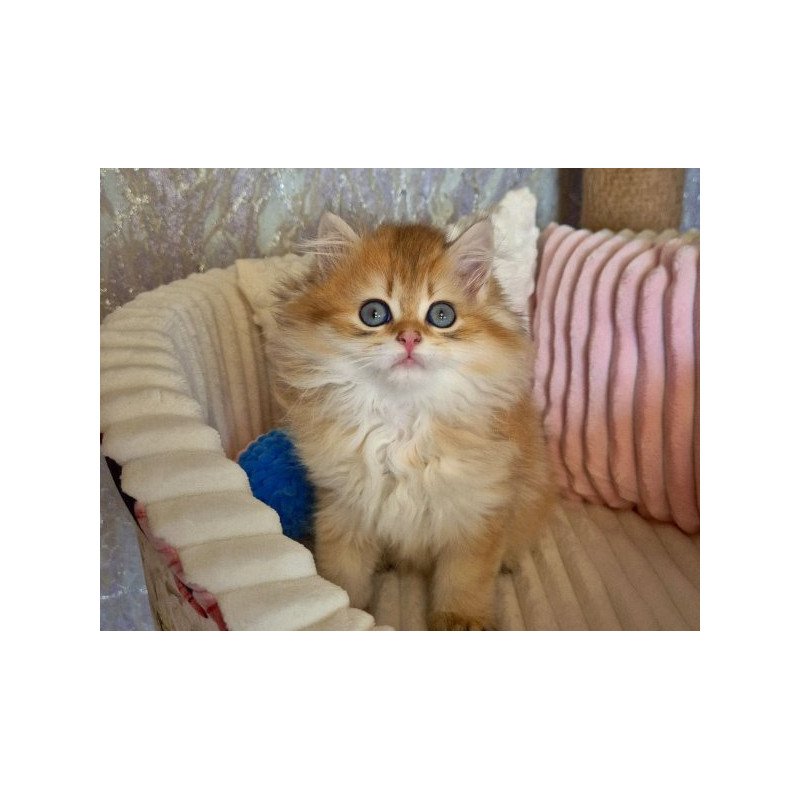 Egor British