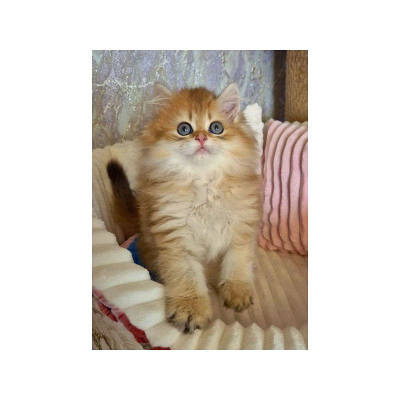 Egor British