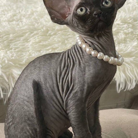 Devon Rex M Andy