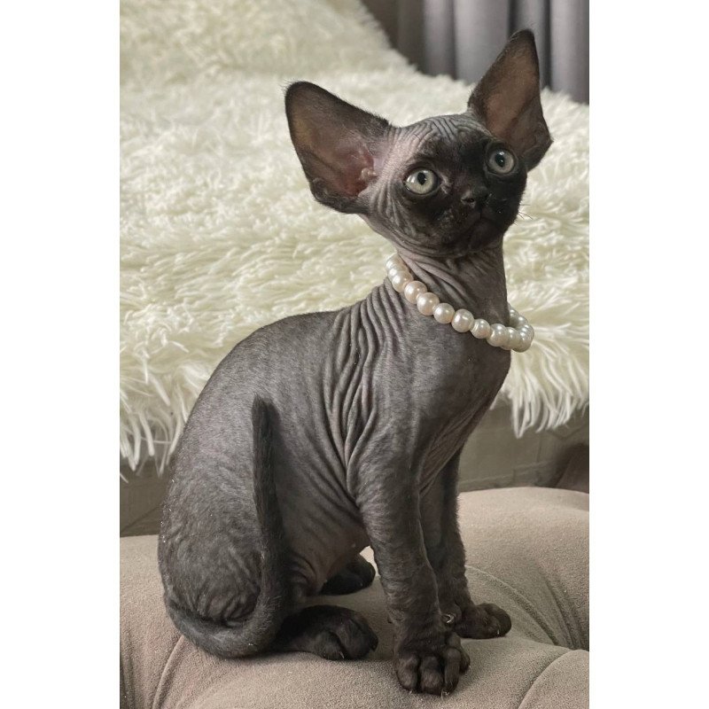 Devon Rex M Andy