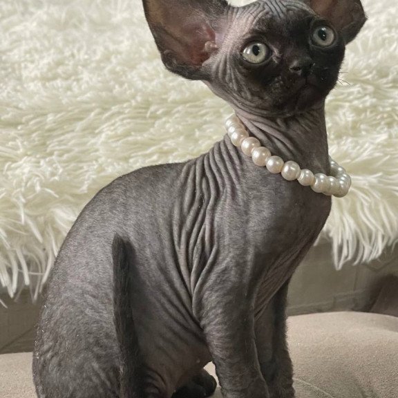 Devon Rex M Andy