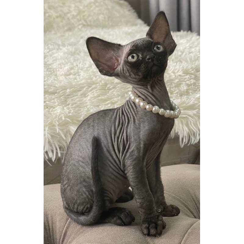 Devon Rex M Andy