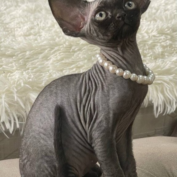 Devon Rex M Andy