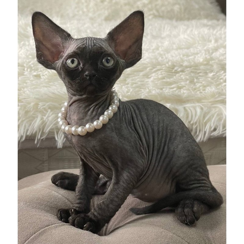 Devon Rex M Andy