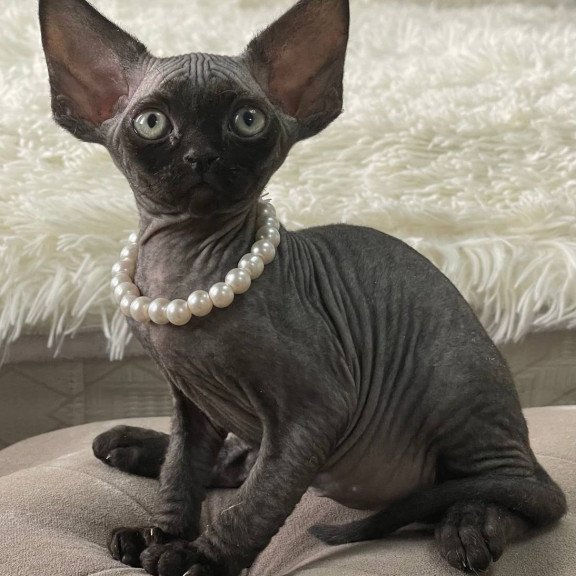 Devon Rex M Andy