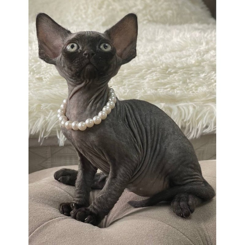 Devon Rex M Andy