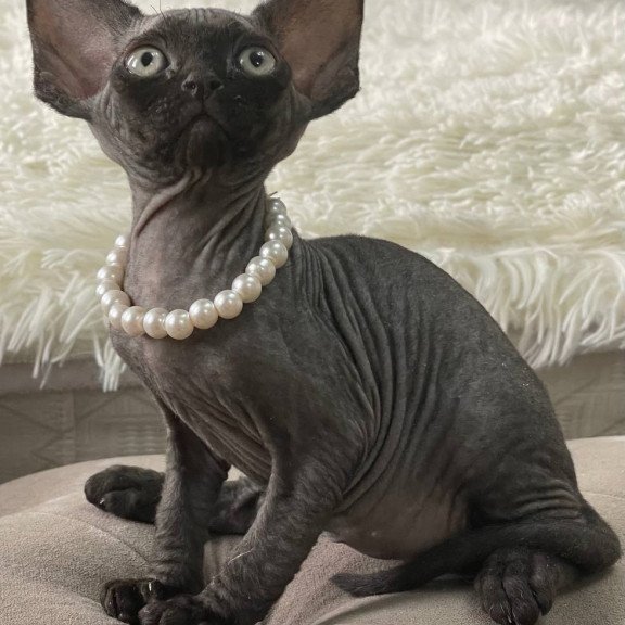 Devon Rex M Andy