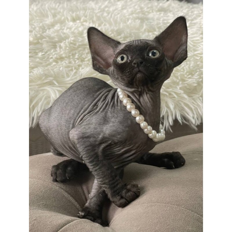 Devon Rex M Andy