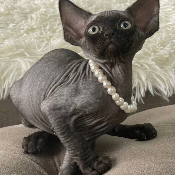 Devon Rex M Andy