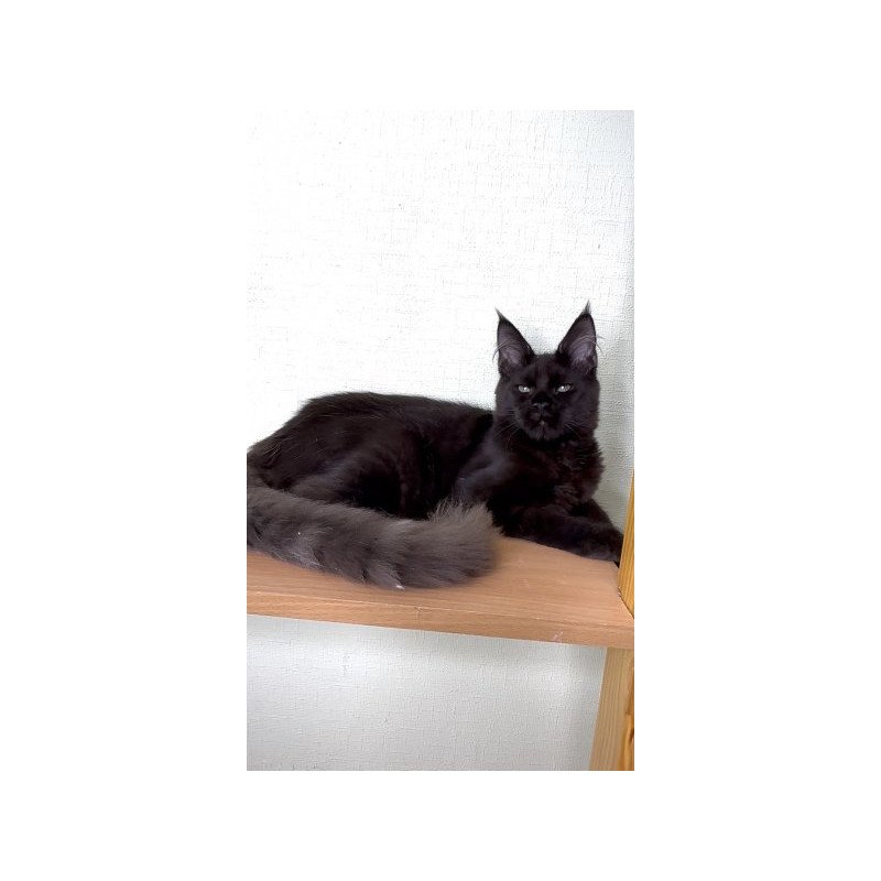 Maine Coon Alva King