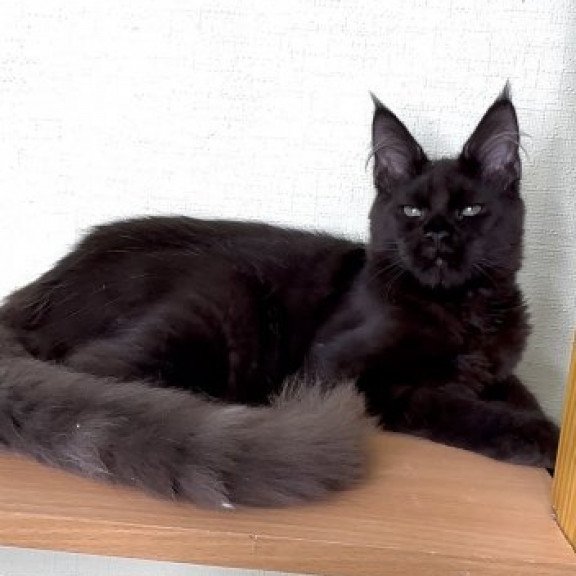 Maine Coon Alva King