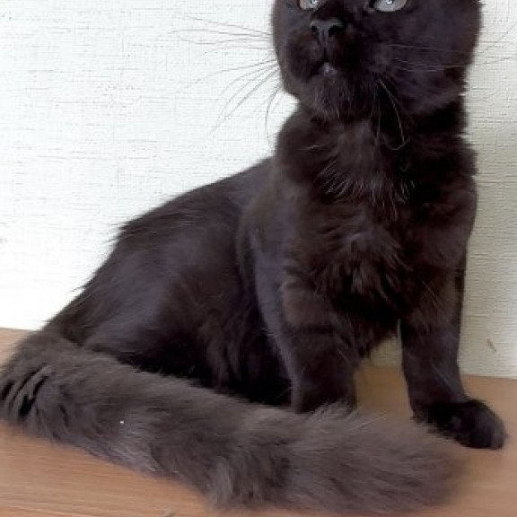 Maine Coon Alva King