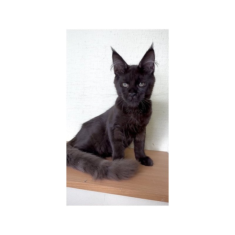 Maine Coon Alva King