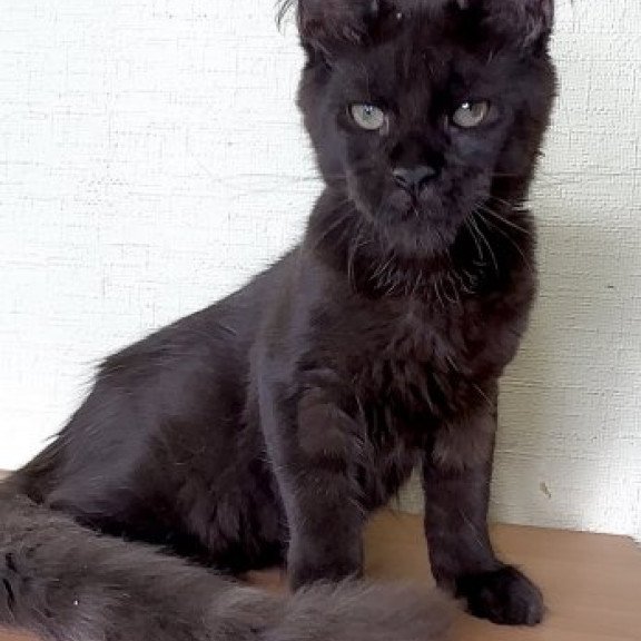 Maine Coon Alva King