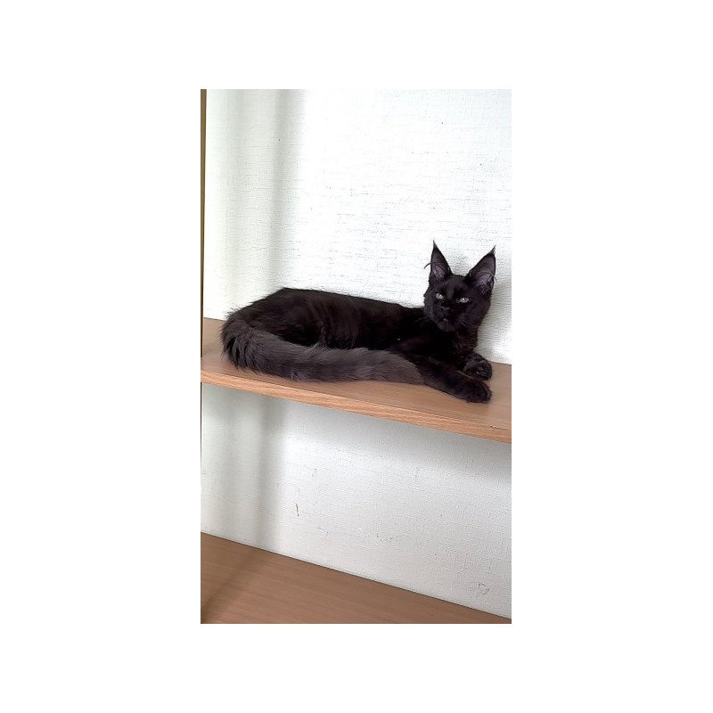 Maine Coon Alva King