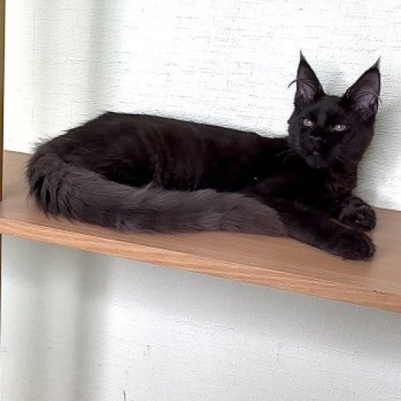 Maine Coon Alva King