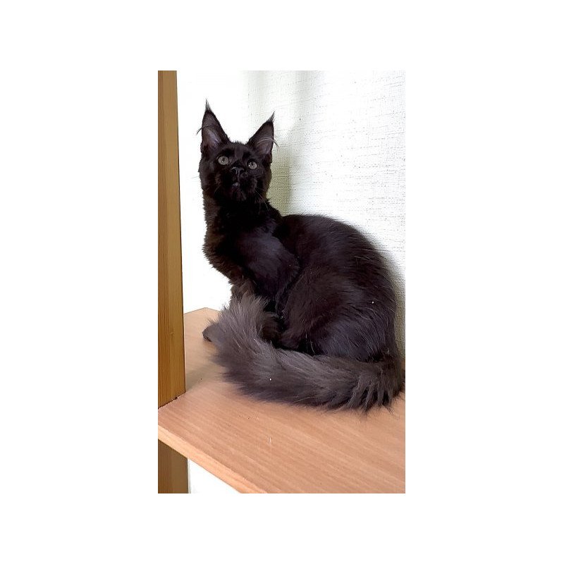 Maine Coon Alva King