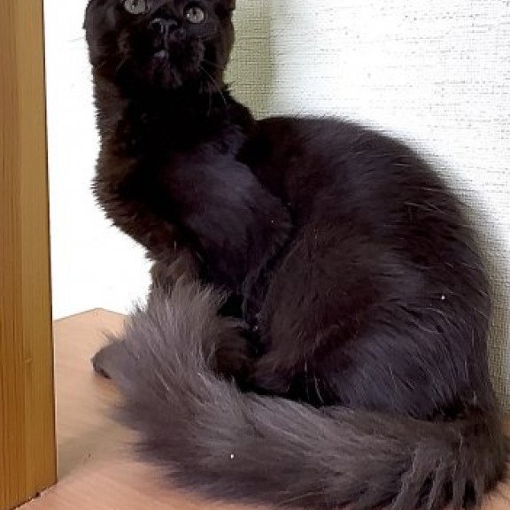 Maine Coon Alva King