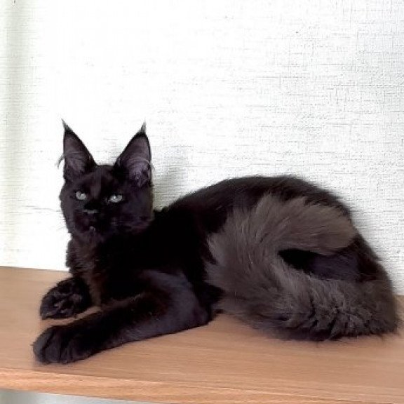 Maine Coon Alva King