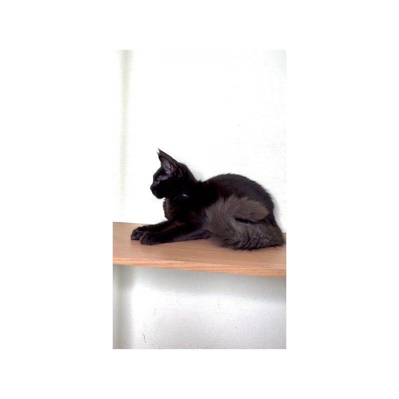 Maine Coon Alva King