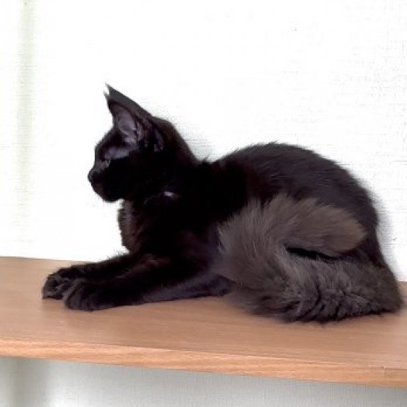 Maine Coon Alva King