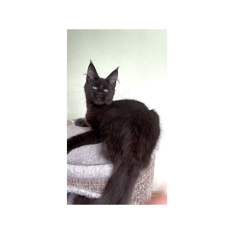 Maine Coon Alva King