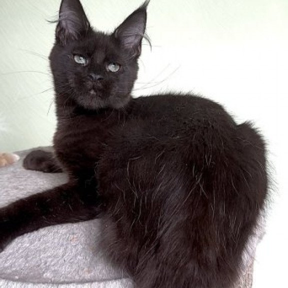 Maine Coon Alva King