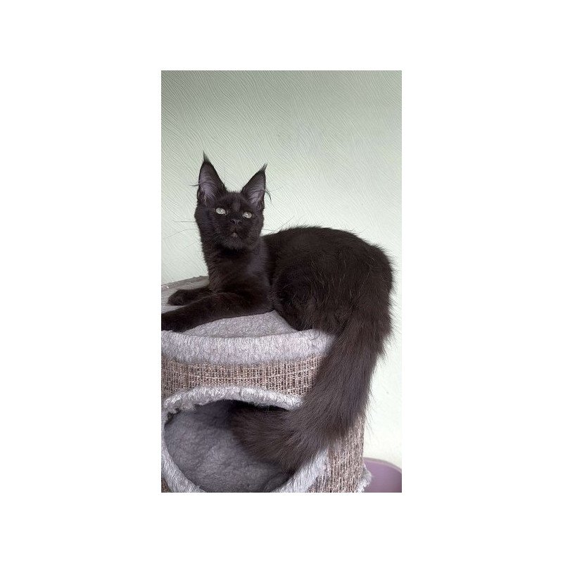 Maine Coon Alva King