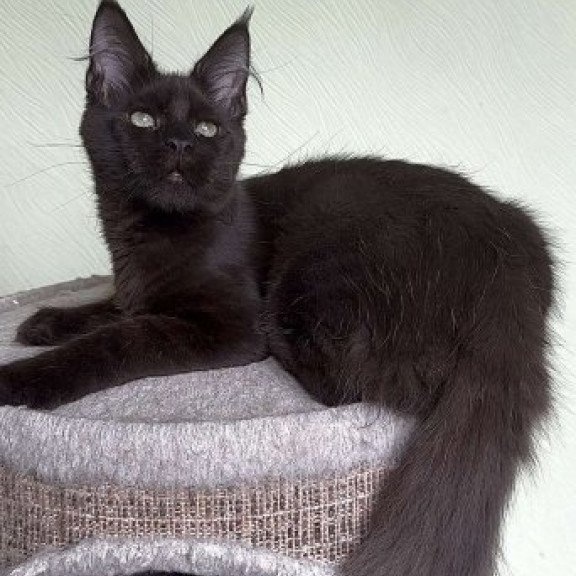 Maine Coon Alva King