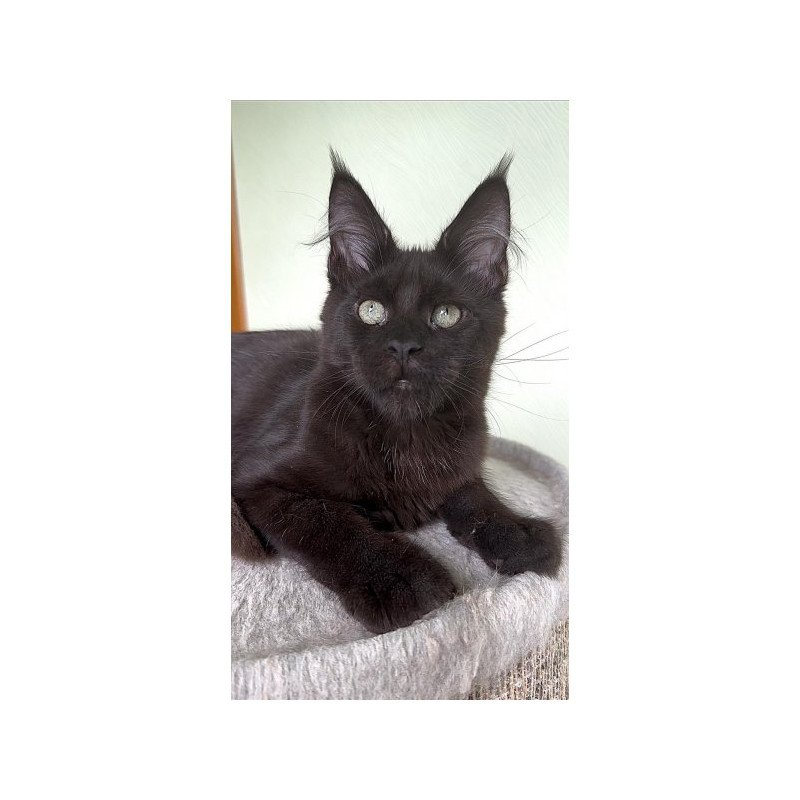 Maine Coon Alva King