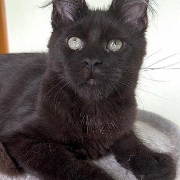 Maine Coon Alva King