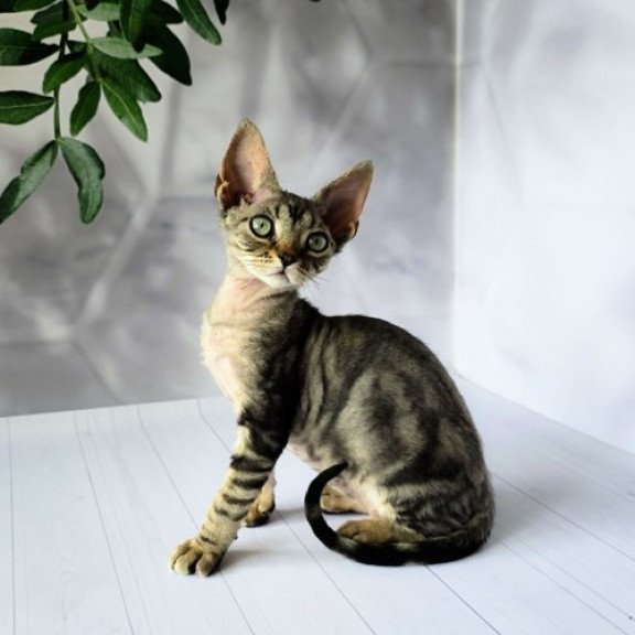 Devon Rex Alva Diva