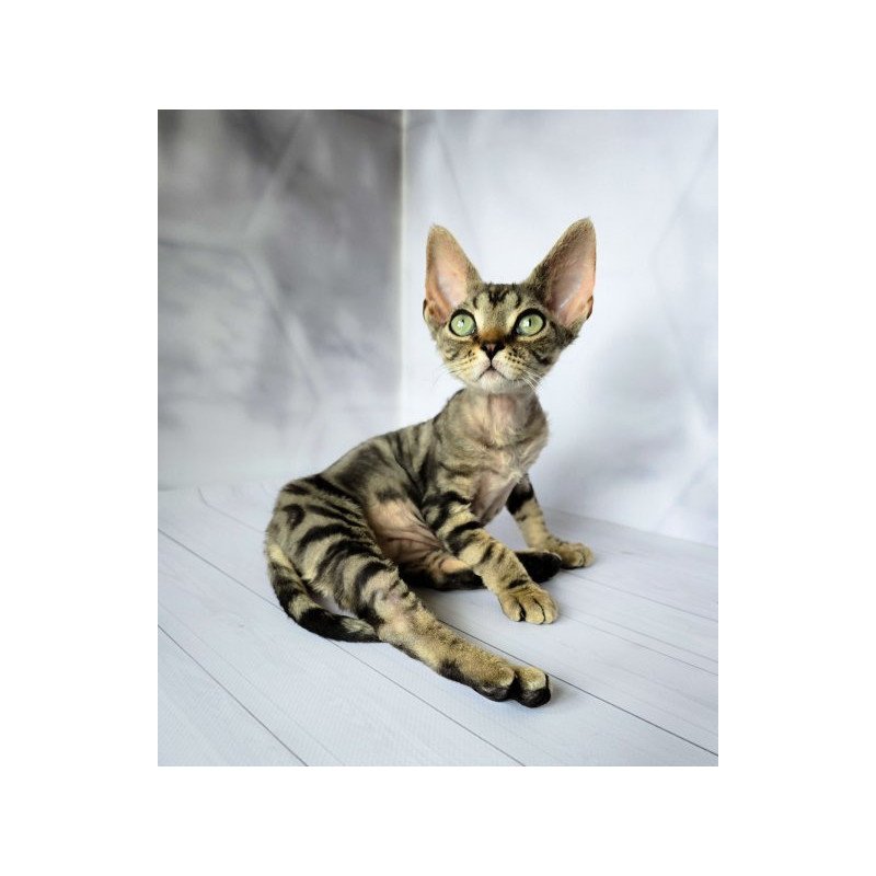 Devon Rex Alva Diva